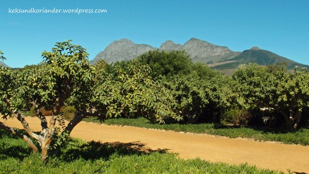 Winelands Oliven Garden Route Südafrika